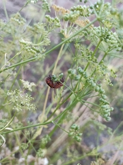 Graphosoma italicum