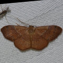 Leptostales ferruminaria