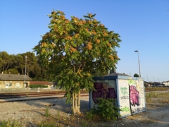 Ailanthus altissima
