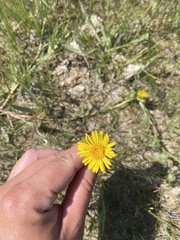 Pyrrocoma lanceolata