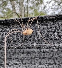 Rilaena triangularis