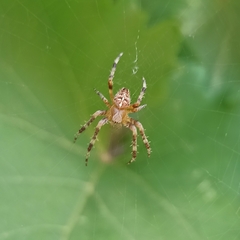 Araneus diadematus