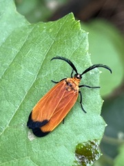 Neoalbertia constans