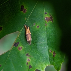 Enchrysa dissectella