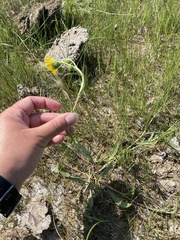 Pyrrocoma lanceolata