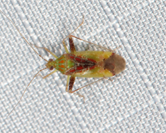 Phytocoris tibialis