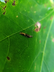 Enchrysa dissectella