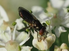 Orthonevra