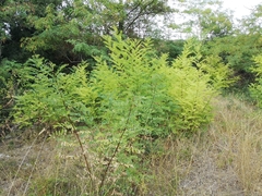 Robinia pseudoacacia