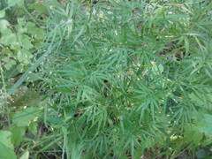 Cenolophium denudatum