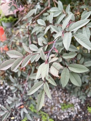 Rosa glauca