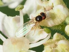 Mycodrosophila