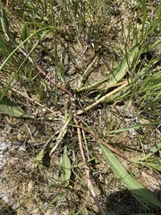 Pyrrocoma lanceolata