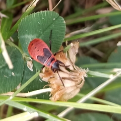 Pyrrhocoris apterus