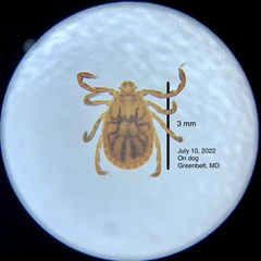 Haemaphysalis longicornis