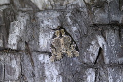 Stibaera thyatiroides