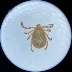 Haemaphysalis longicornis