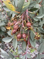 Rosa glauca