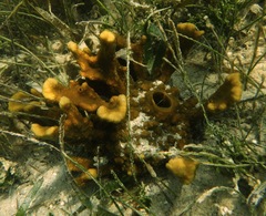 Heteroscleromorpha
