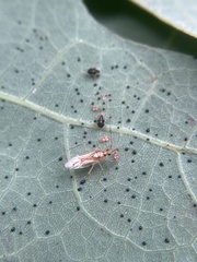 Hyaliodes