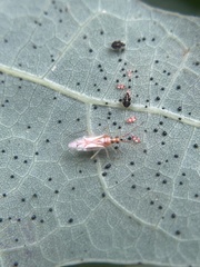 Hyaliodes