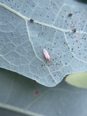 Hyaliodes