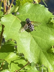 Sericomyia