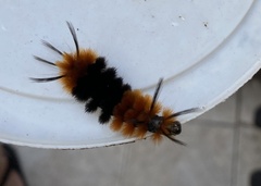 Turuptiana