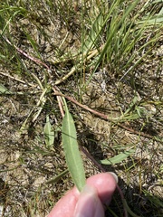 Pyrrocoma lanceolata