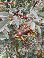 Rosa glauca