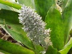 Aechmea mexicana