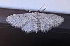 Idaea incisaria