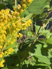 Sericomyia