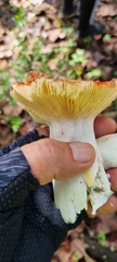 Amanita basii