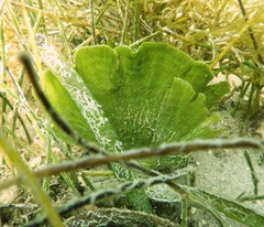 Udotea