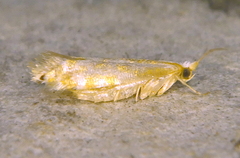 Argyresthia canadensis