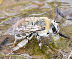 Anthophora occidentalis