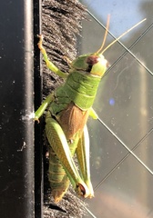 Parapodisma setouchiensis