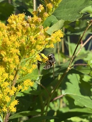 Sericomyia