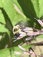 Bombus impatiens