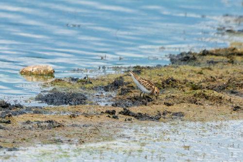 Pobrežník malý (Calidris minuta)