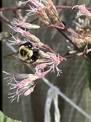 Bombus impatiens