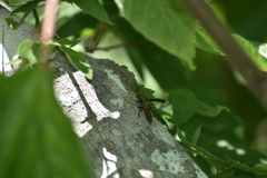 Polistes oculatus