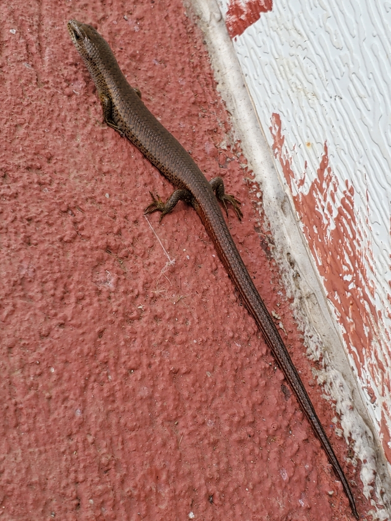 Ground Skinks from Finca EcoGuardianes on July 24, 2022 at 01:55 PM by ...