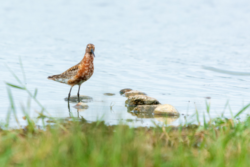 Pobrežník krivozobý (Calidris ferruginea)