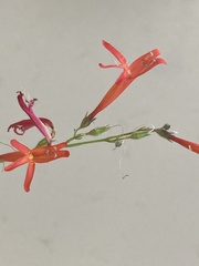 Penstemon pinifolius