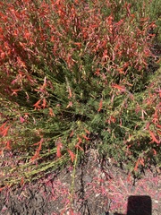 Penstemon pinifolius