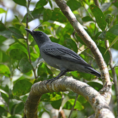 Common Cicadabird photo 4