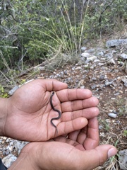 Storeria hidalgoensis