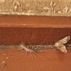 Scutigera coleoptrata